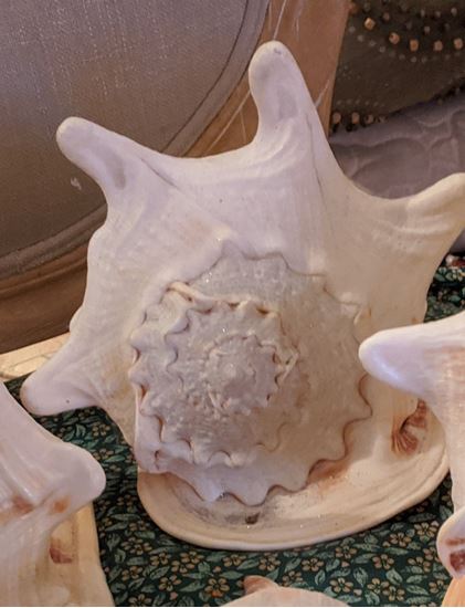 Picture of Conch seashells SHELL02